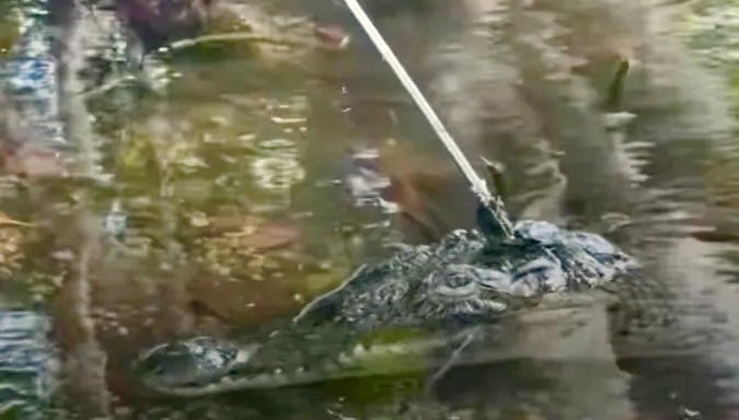 A female American crocodile skims the surface of murky water with a speargun bolt lodged in her forehead.