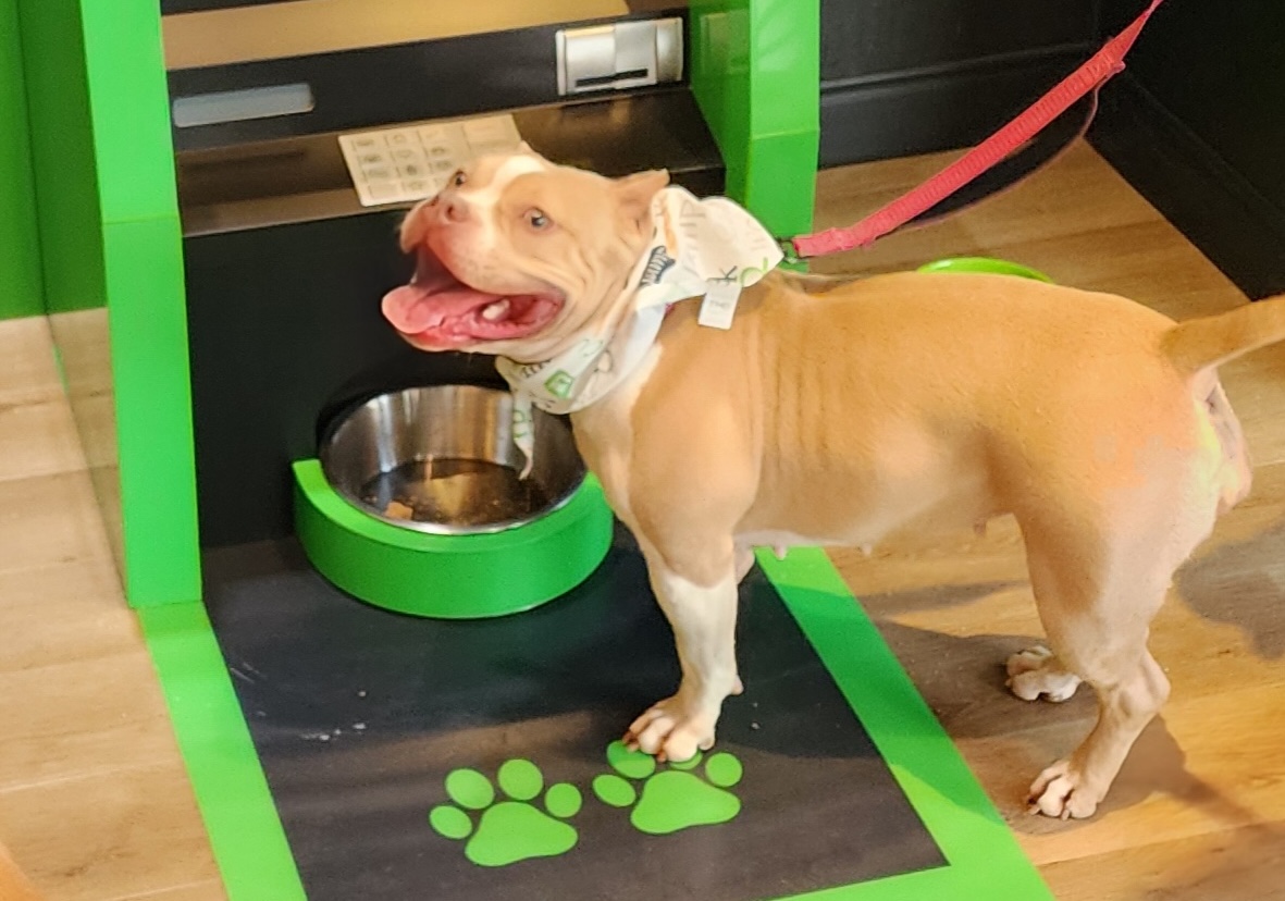 a dog on a leash stands on a mat with paw print and a bowl in front of an ATM