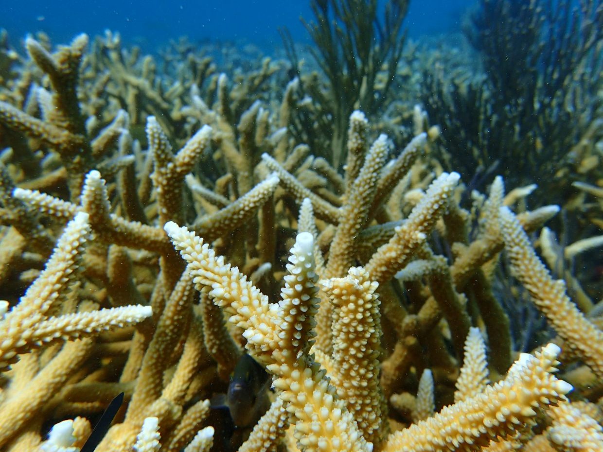 photo of a portion of staghorn coral on a Florida coral reef