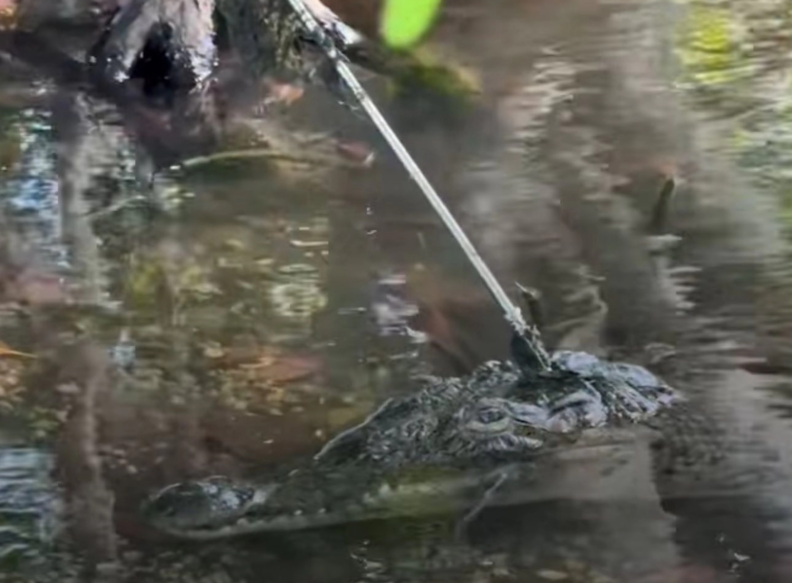 A female American crocodile skims the surface of murky water with a speargun bolt lodged in her forehead.
