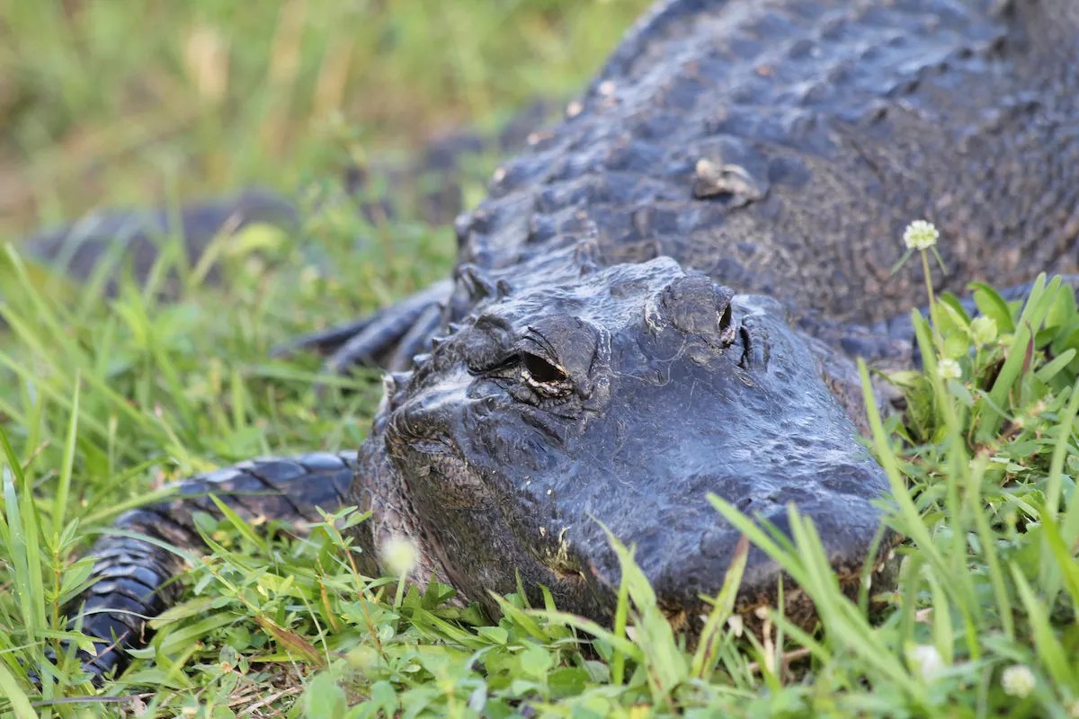 Video: Midwestern Tourists Learn Valuable Lesson About Florida Alligators