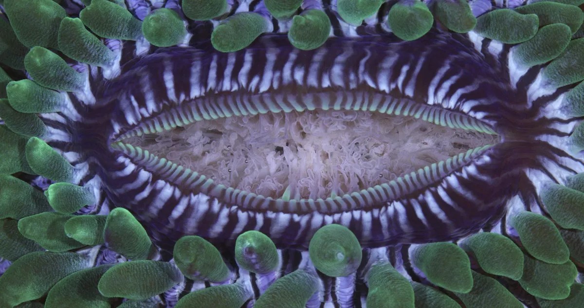 Borscht Celebrates Its Tenth Film Festival by Staging a Rebirth