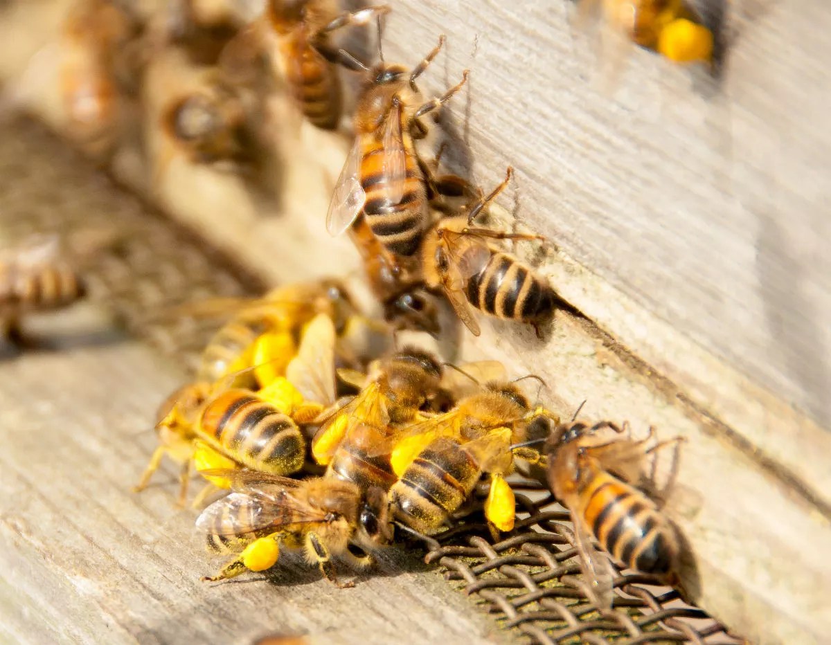 Amid a Nationwide Crisis, Miami’s Honeybees Are on the Ups