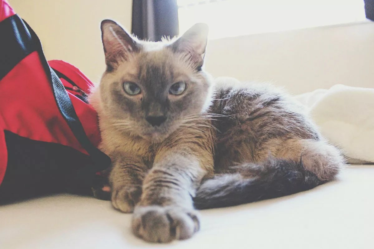 Miami Might Soon Get Its Own Cat Café
