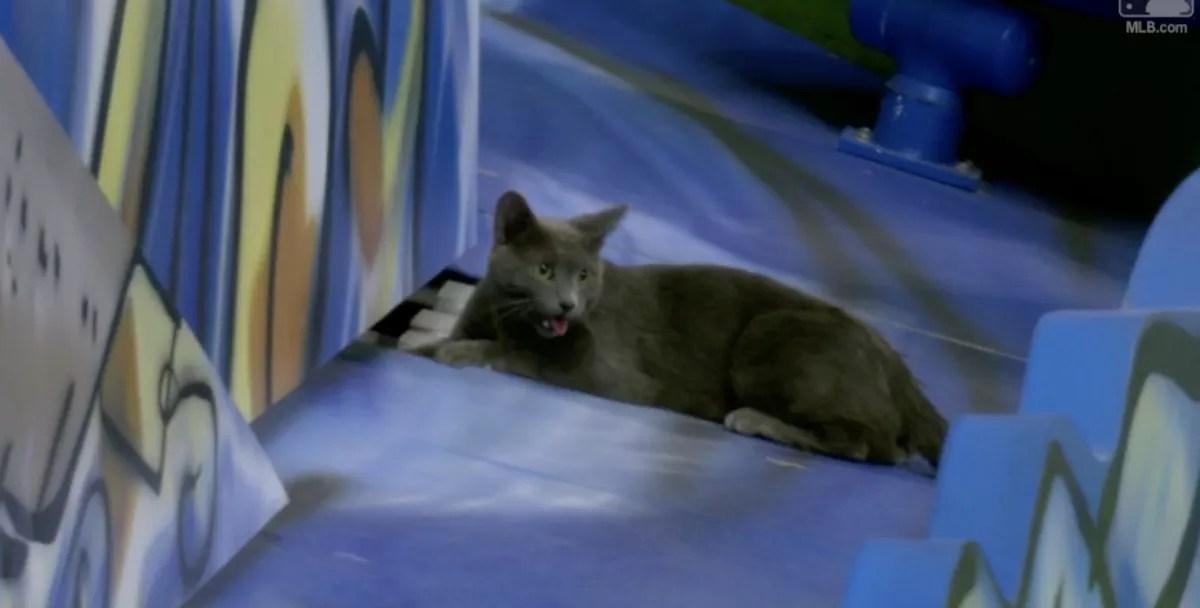 Don Cattingly, Miami’s Greatest Cat, Delays Marlins Game and Then Vanishes Into Little Havana