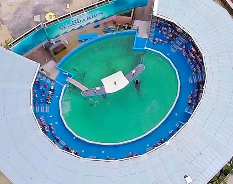 USDA Officials Say Lolita’s Tank at Miami Seaquarium Might Violate Federal Law