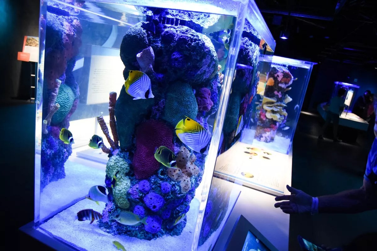 Behind the Scenes at the Frost Science Museum Aquarium