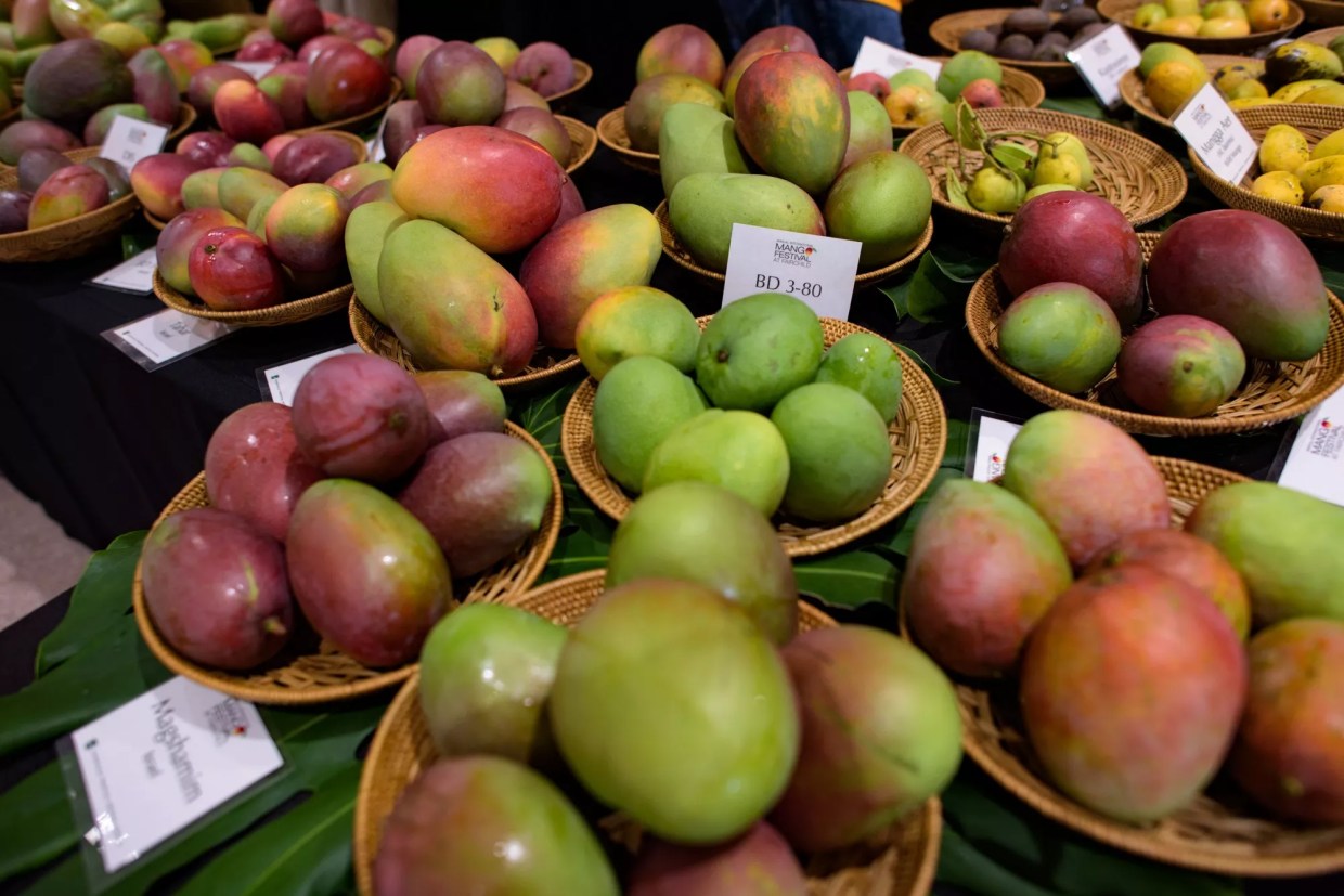 Fairchild’s 25th-Annual Mango Festival Offers a Wild-to-Table Theme