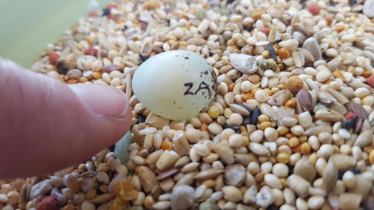 Saving America’s Most Endangered Species, the Florida Grasshopper Sparrow