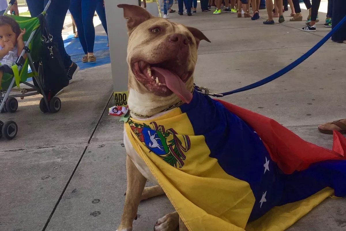 More Than 100,000 South Floridians Voted in Yesterday’s Referendum on Venezuela