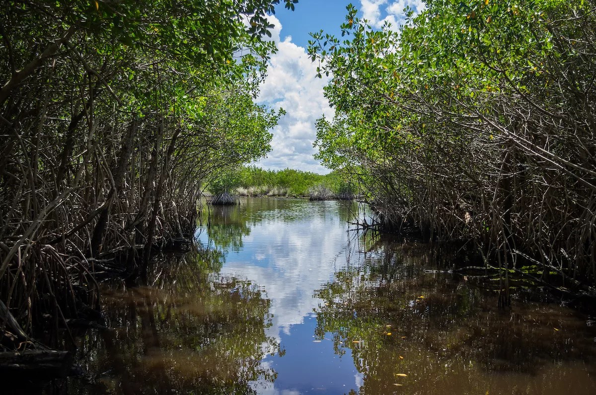 Everglades National Park Plans to Hike Entrance Fees to Pay for Maintenance