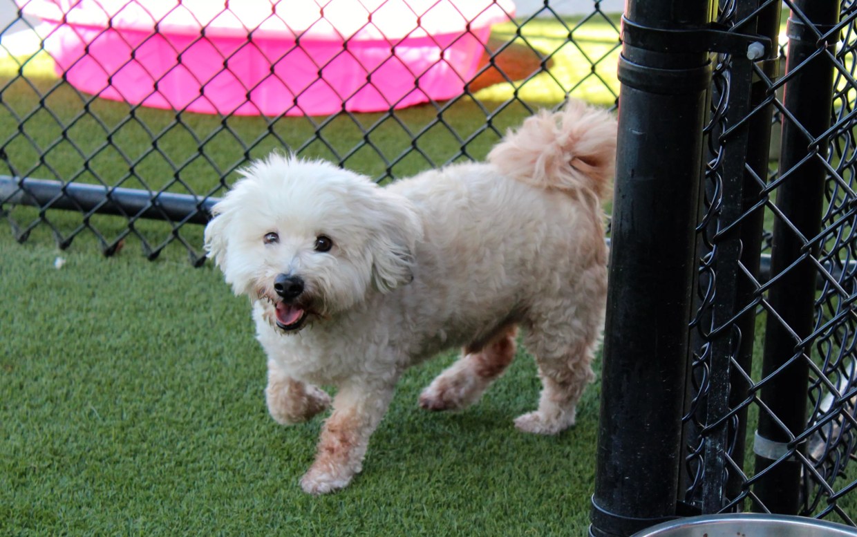 A Day in the Life of Three Miami Shelter Dogs