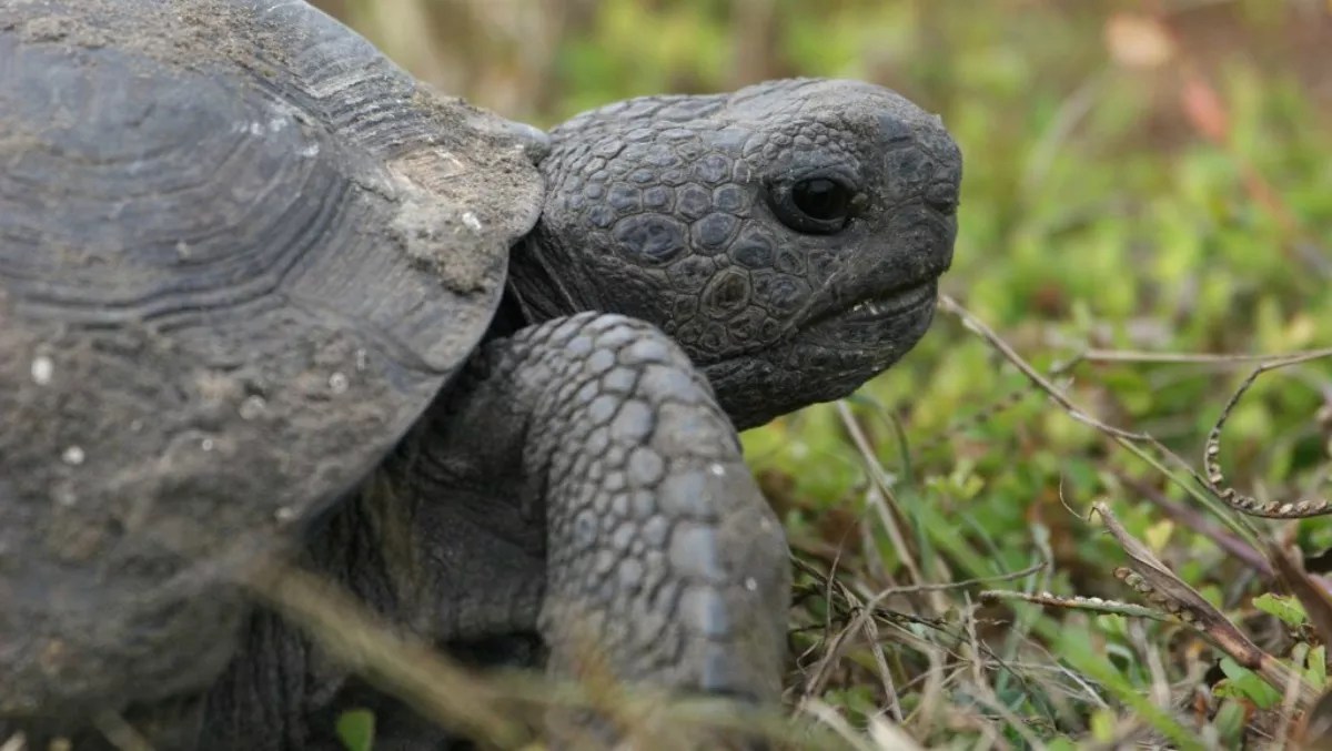 Florida Environmentalists Race to Save Threatened Gopher Tortoises From Developers