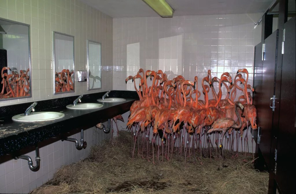 Zoo Miami Moves Animals Indoors Before Hurricane Irma Hits