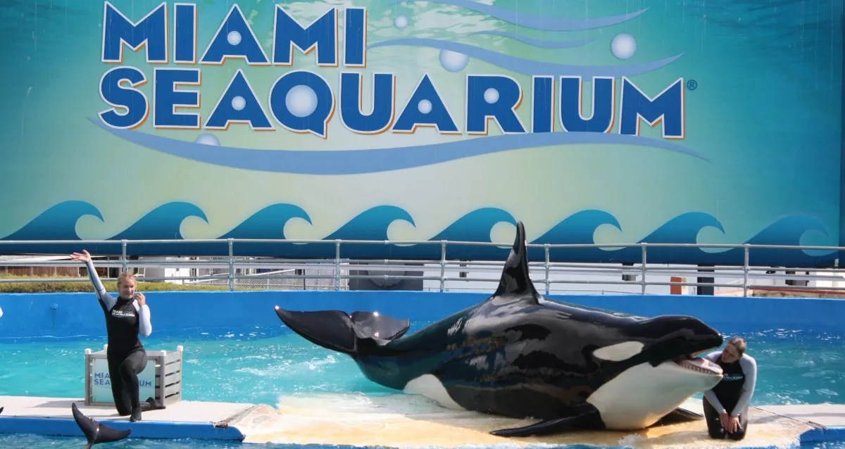 PETA Seeks Animal-Cruelty Charges Against Miami Seaquarium