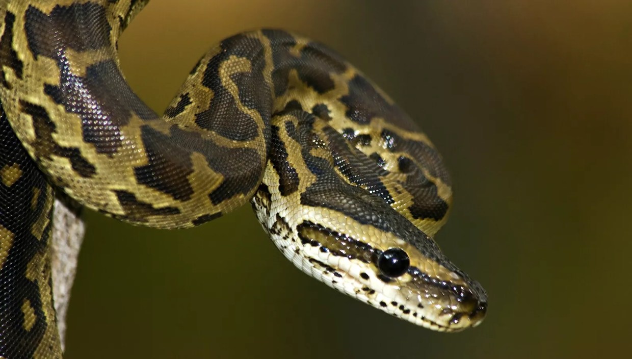 Python Hunters Use High-Tech Drones to Find Invasive Snakes in the Everglades