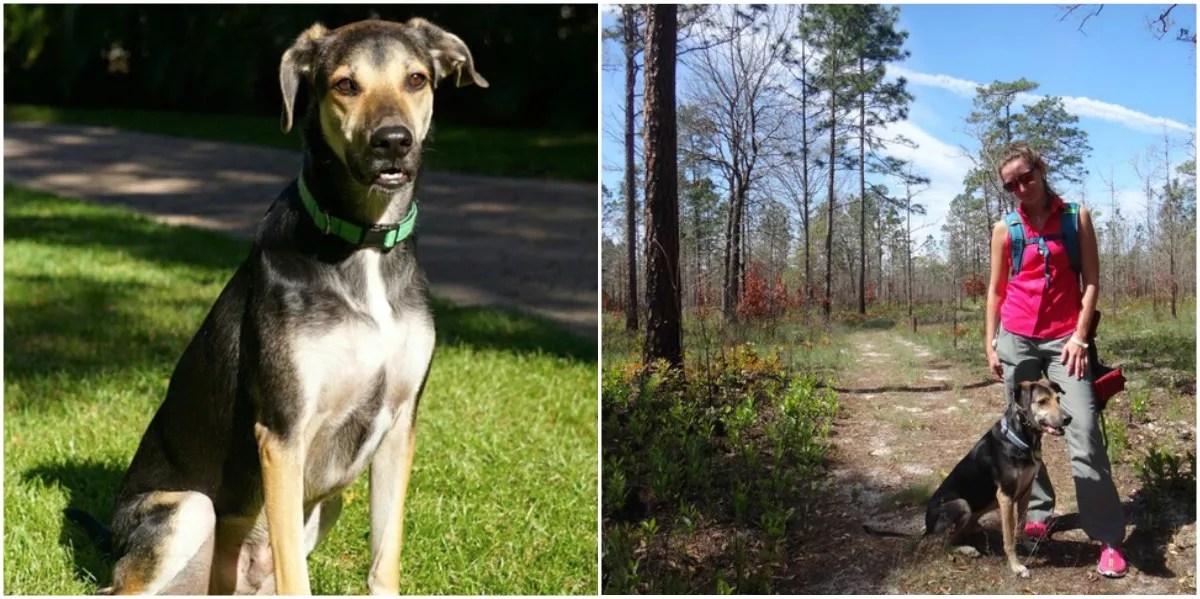 Miami-Dade Animal Services Euthanized Woman’s Runaway Dog in the Middle of the Night