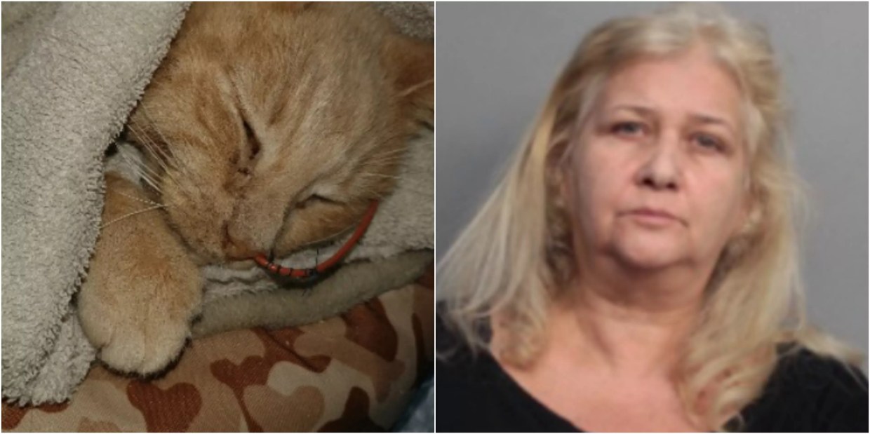 Miami Woman Who Ran Animal Rescue Accused of Starving 18 Cats to Death