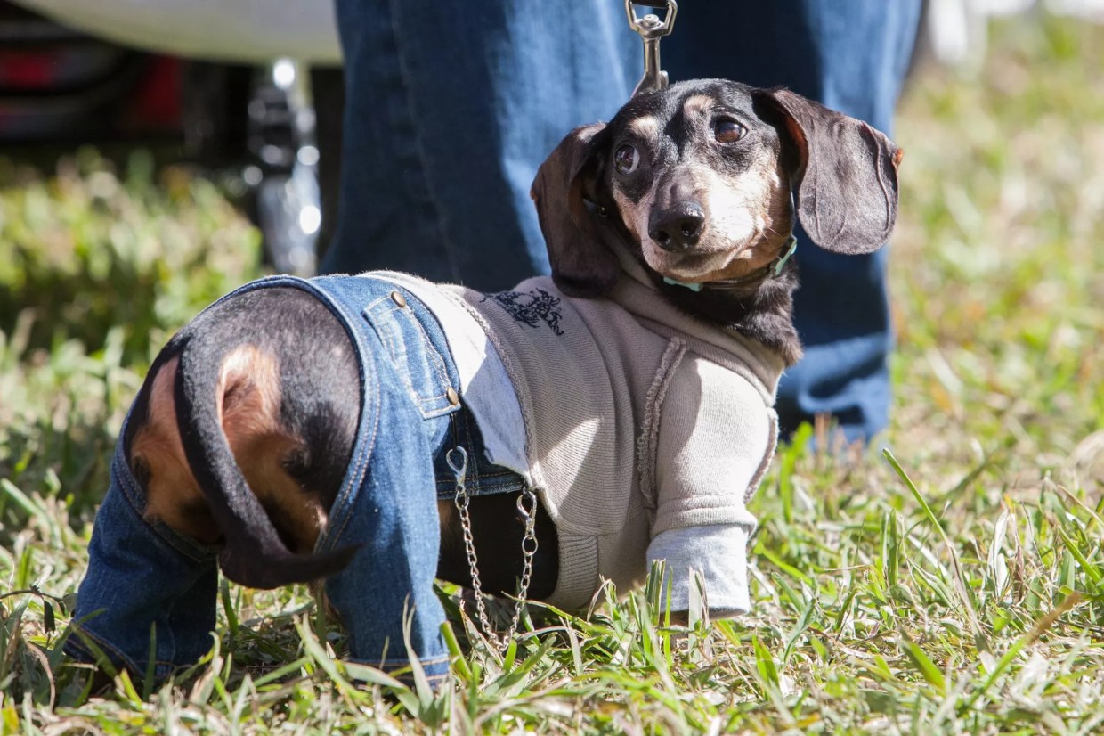 Dachshund Rescuers Take Their Wieners Out for Wienerfest 2019