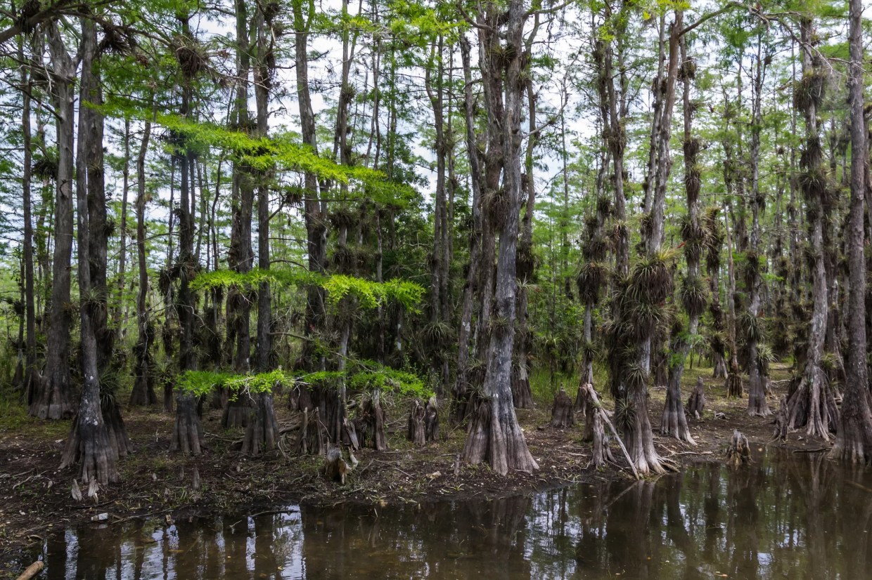Sea-Level Rise Might Kill Big Cypress Preserve’s Namesake Trees, Study Warns