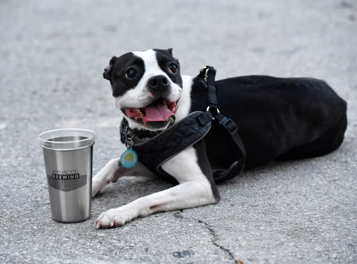 Breweries Respond to Florida Law Banning Dogs in Taprooms and Breweries