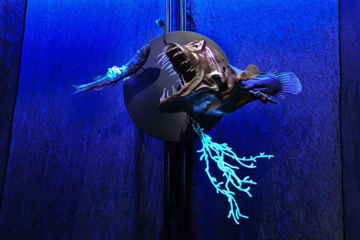 Frost Science’s New Exhibit Sheds Light on Creatures That Glow