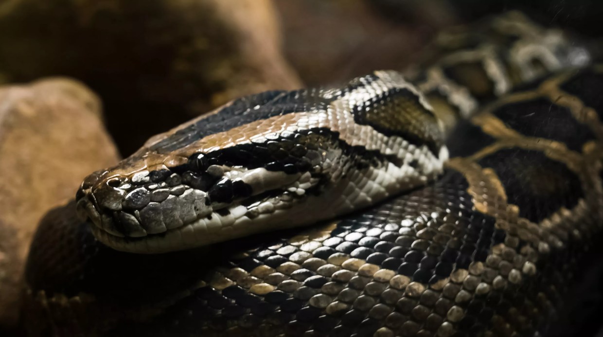 Miami-Dade Needs Help Getting Rid of These Damn Invasive Super-Pythons
