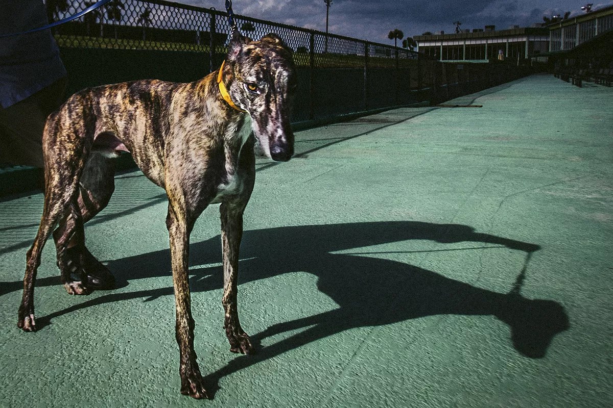 Florida Greyhound Racing Has a Complicated Legacy