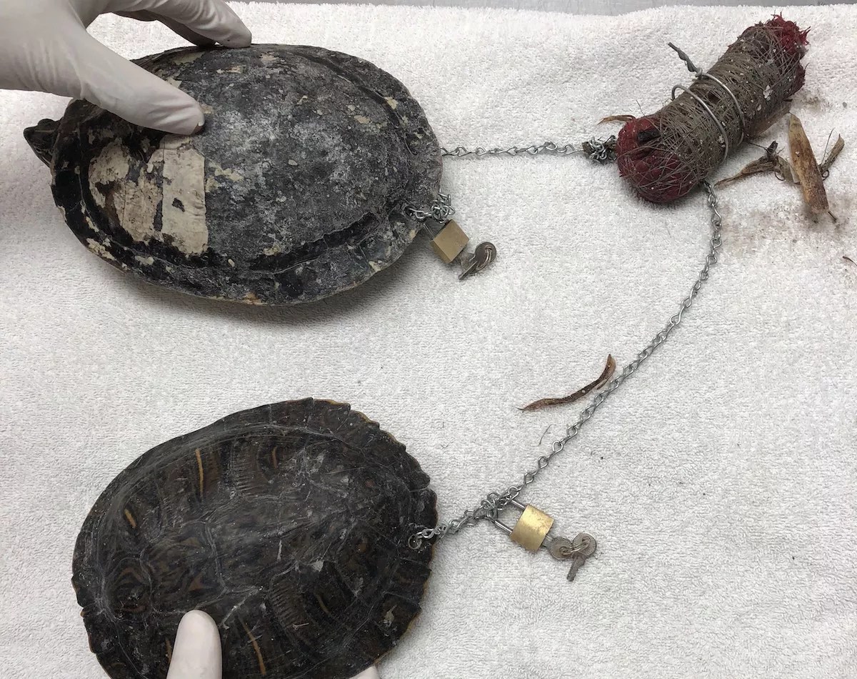 Two Turtles Found Chained Together With Voodoo Dolls in Suspected Religious Ceremony