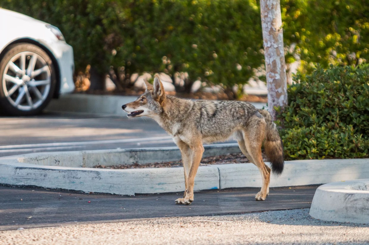 Rare Coyote Sighting in Miami’s El Portal