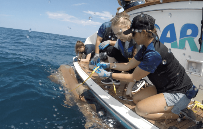 FIU and Marine Science Group to Take Students on Shark Research Expeditions
