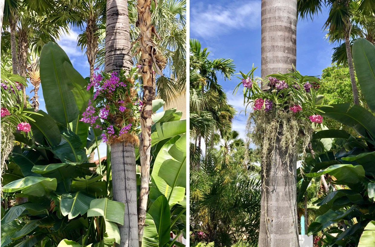 Lincoln Road Blooms With 500 Planted Orchids