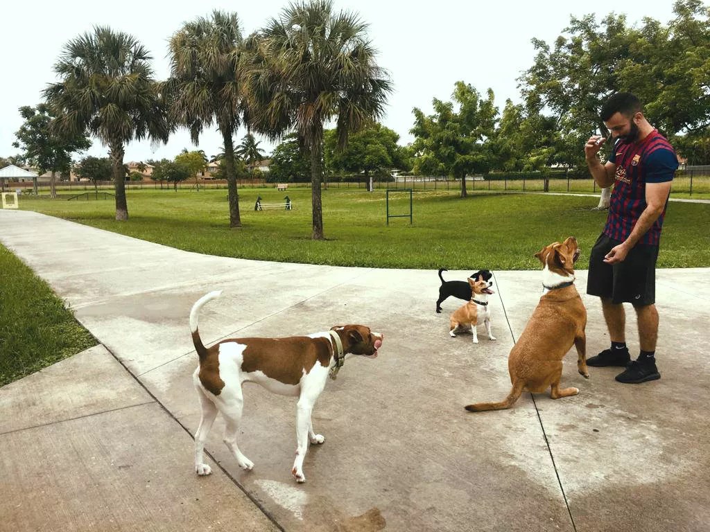 The 10 Best Dog Parks in Miami
