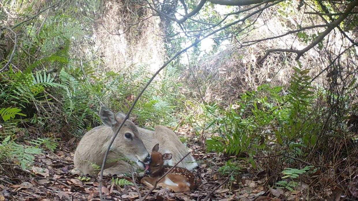 Florida Key Deer Among First Casualties of Gutted Endangered Species Act
