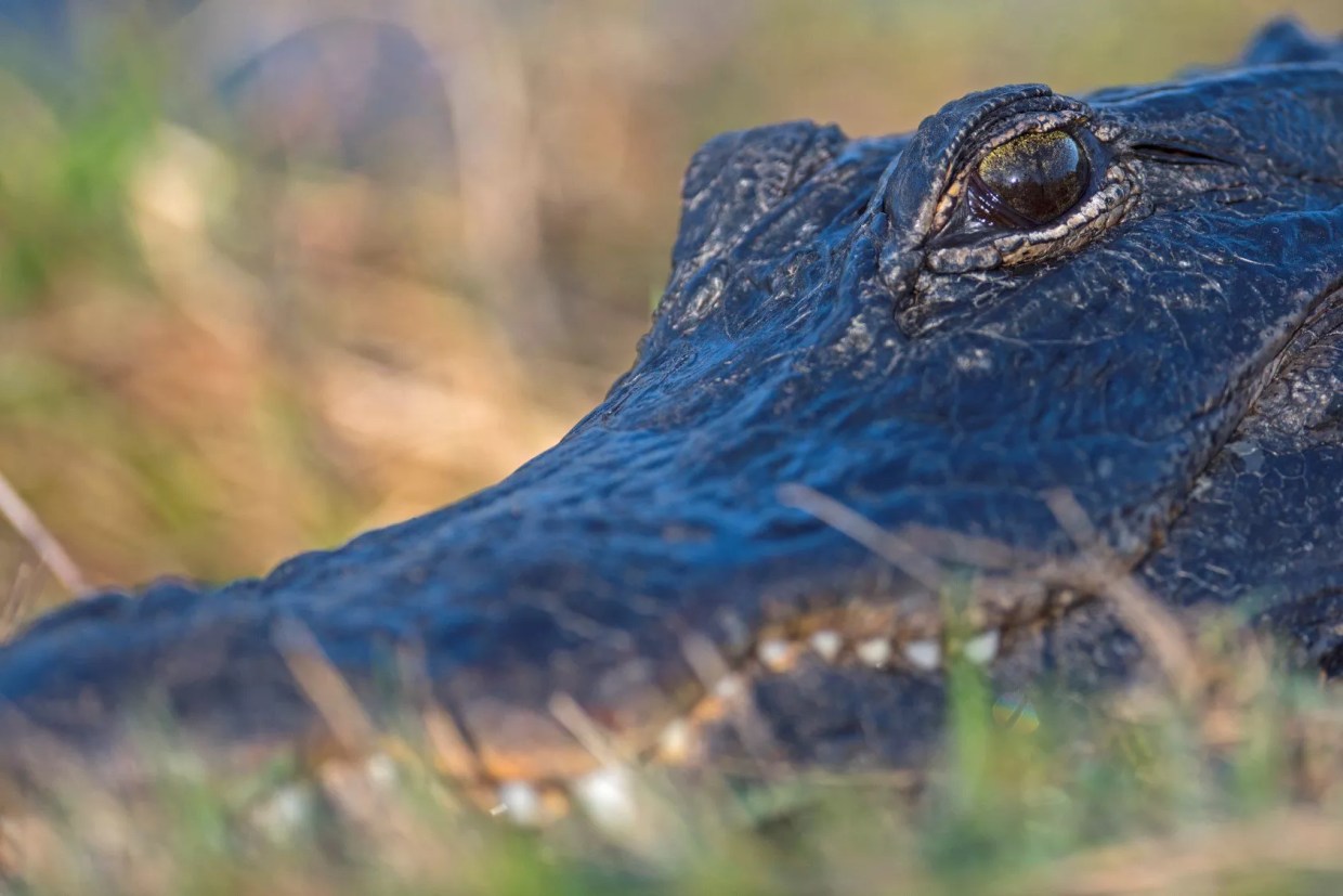 Environmental Groups: Trump Sold Out Endangered Species to Benefit Polluters