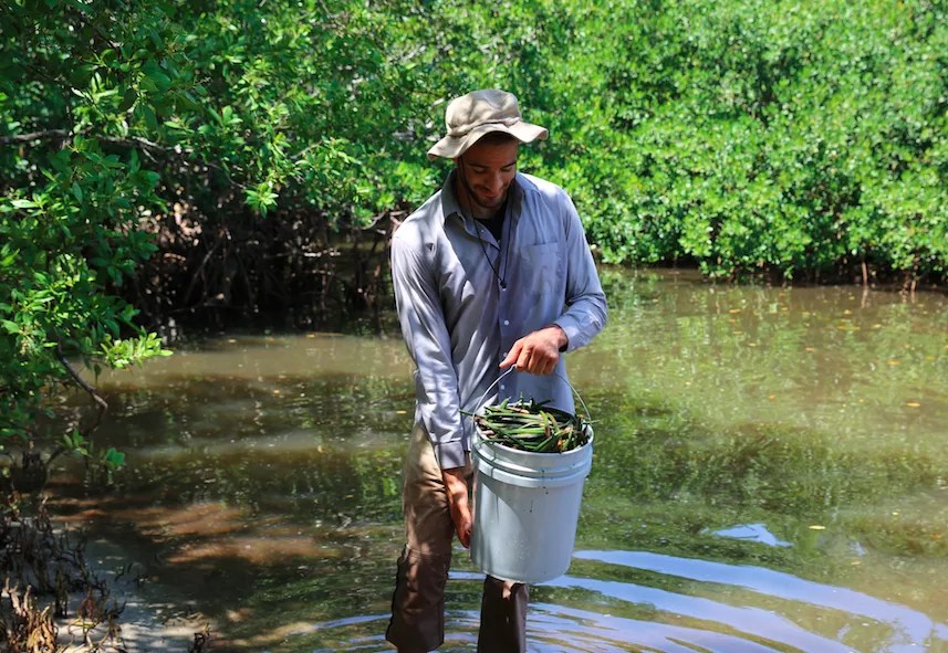 Artist Xavier Cortada Is Asking Miamians to Plant the City’s First Urban Mangrove Forest