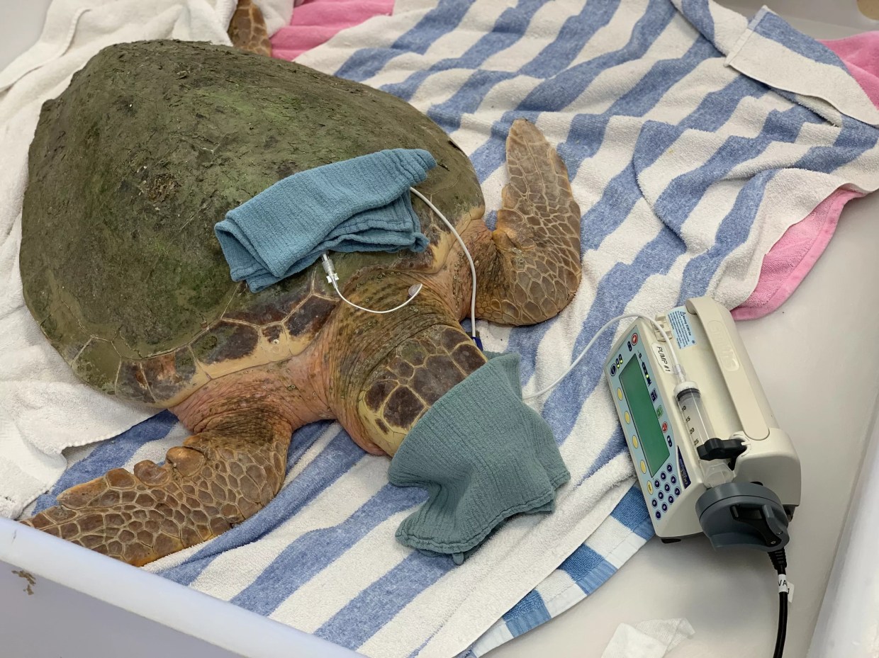 Cocaine Overdose Therapy Is Being Tested to Treat Florida Sea Turtles