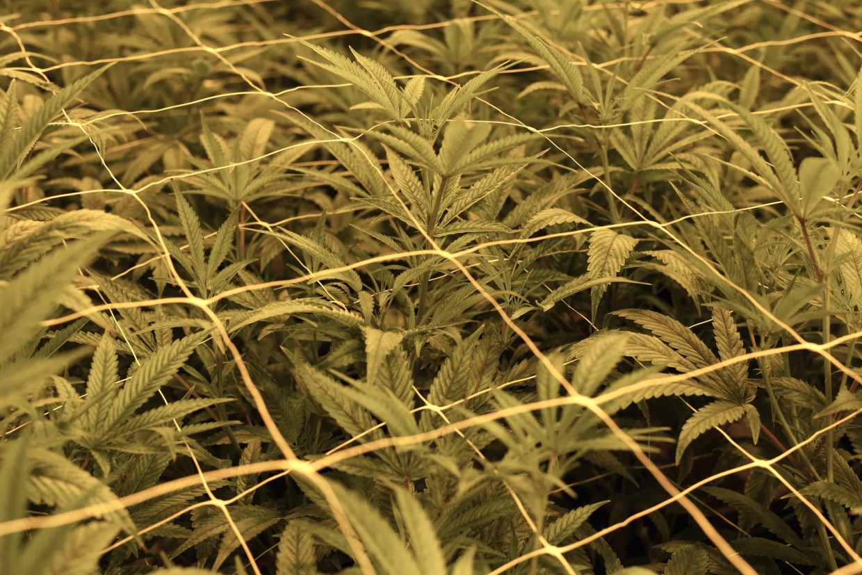 Florida Officials Make “Same Old” Argument for Restricting Medical Marijuana Licenses