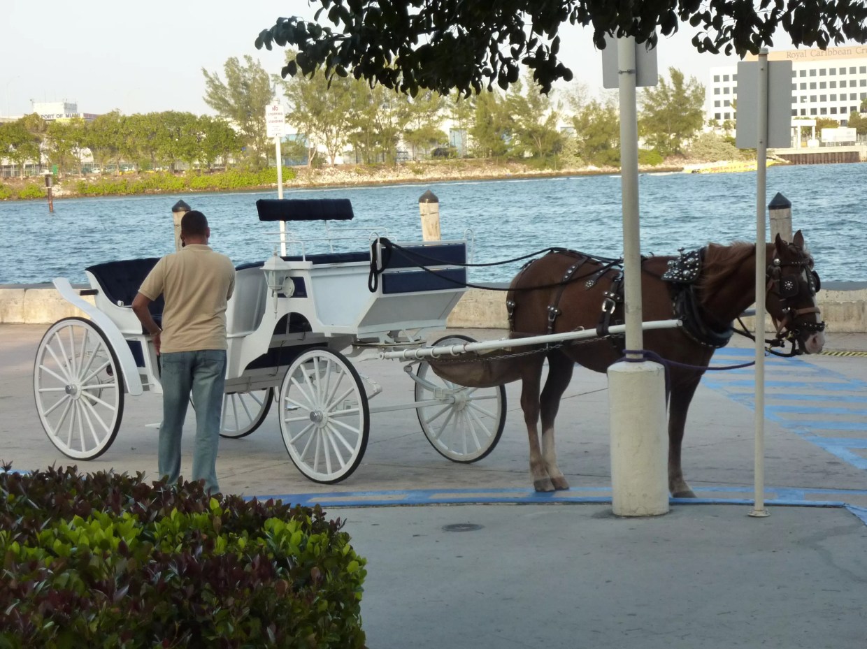 Miami Beach Horse-Drawn Carriage Rides Canceled After Complaints of Animal Abuse