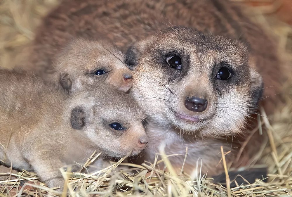 Get Your Cute Animal Fix With Adorable Meerkat Cubs Born at Zoo Miami