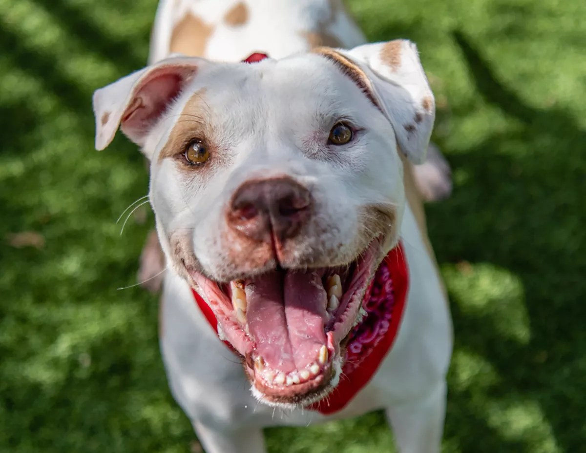 Foster Pets Are the Perfect Companions for Our Social Distancing