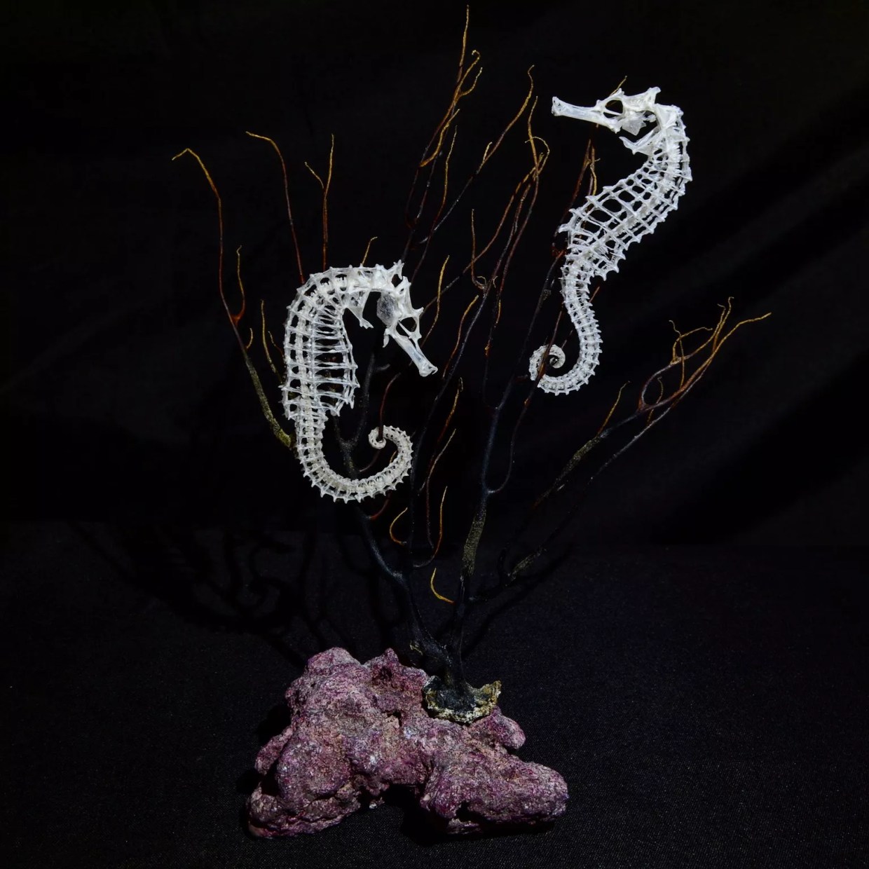 Dead Sea Soul: Zach Schwartz Turns Skeletons Into Sculptures