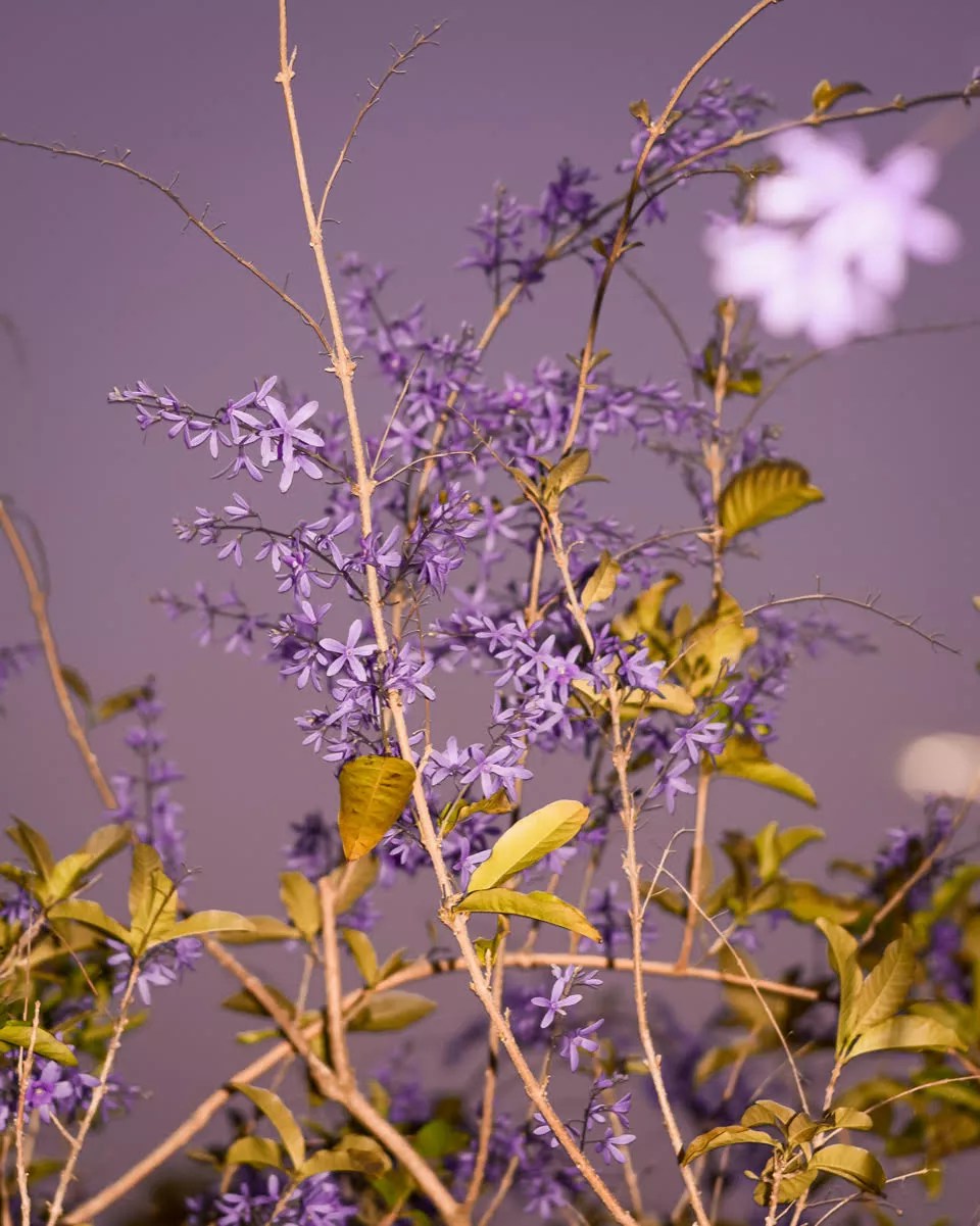 The Sunny Project Unites Florida Photographers to Raise Funds for COVID-19 Relief