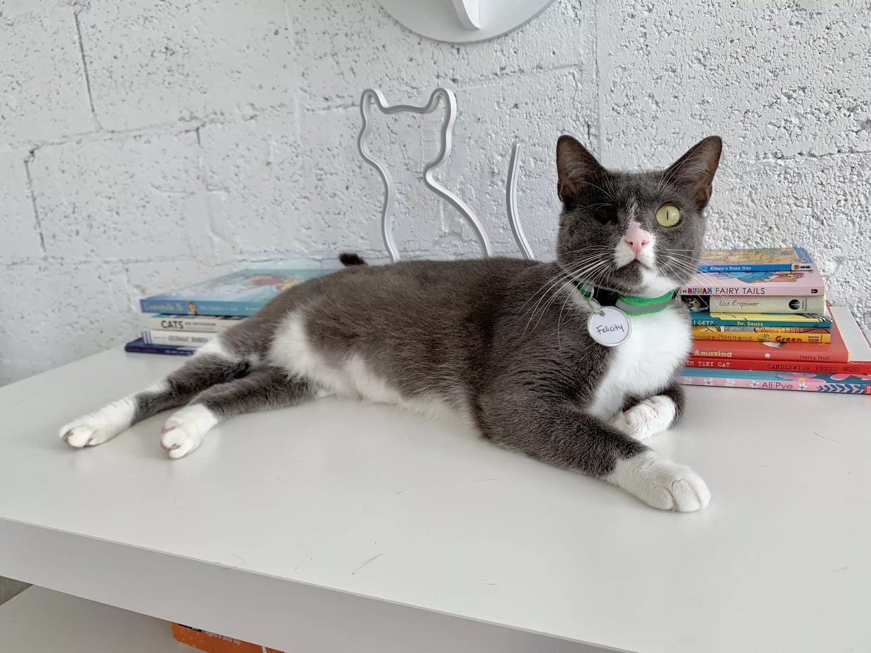 The Cat’s Meow Café Offers Kitten Cuddles for These Trying Times