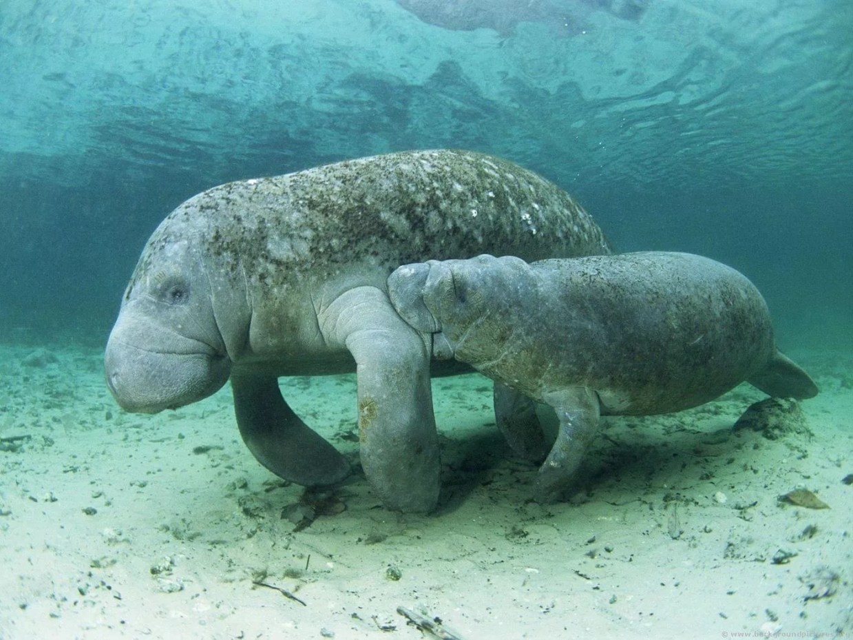 2020 Was a Deadly Year for Florida Manatees
