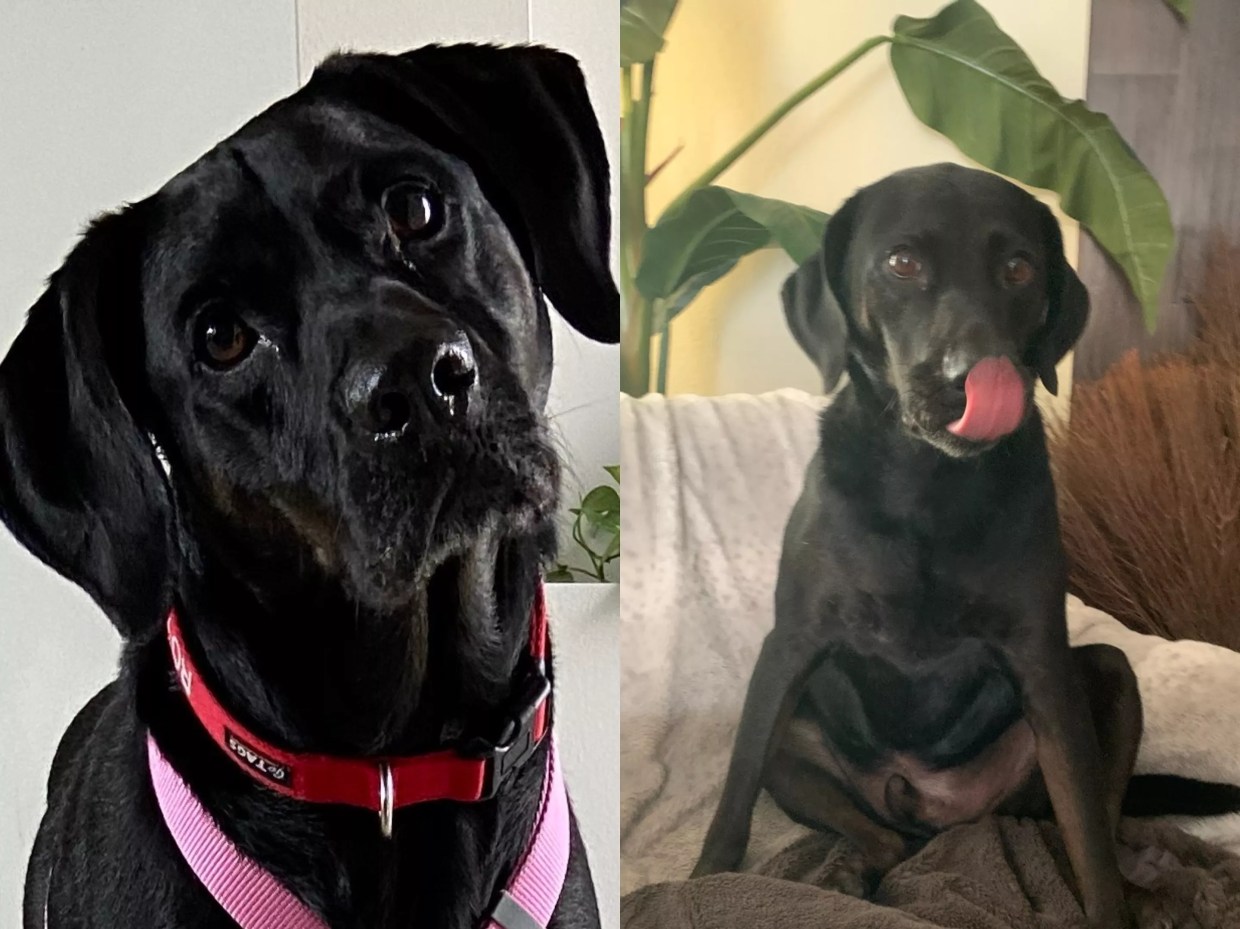 Rescued From Abuse in Miami Beach, This Good Boy Has a New Home