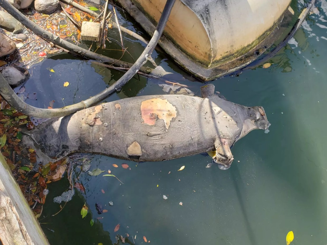 After Surge in Speeding Boaters, Baby Manatee Found Dead in Coral Gables