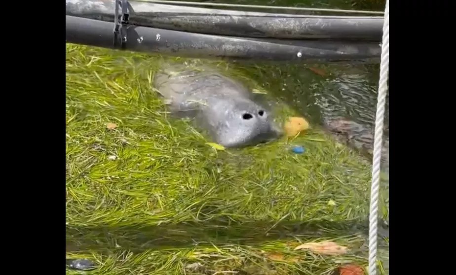 Video of Manatee Trying to Eat Bottle Caps Shows Threat of Plastic Pollution