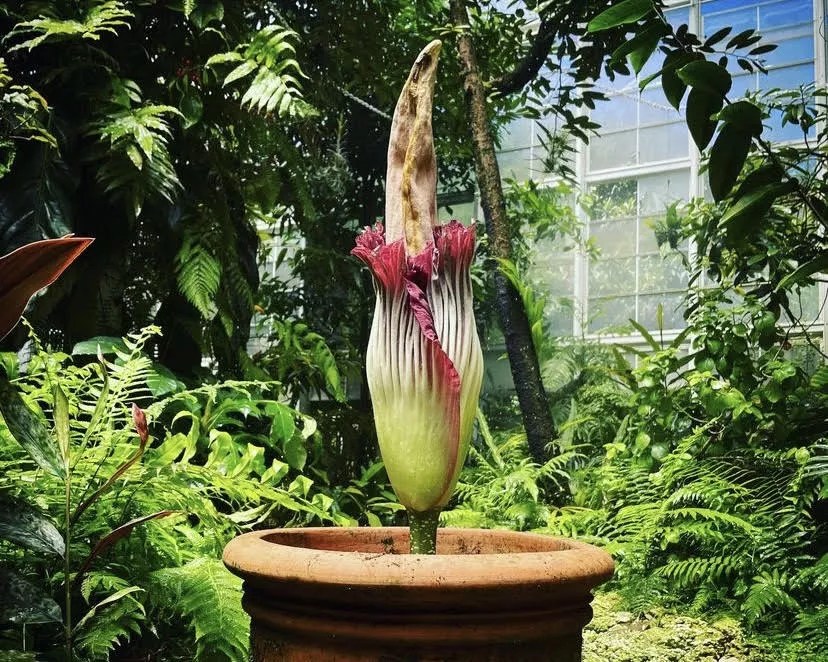 Stinkiest Flower Blooms Again at Fairchild Tropical Botanical Gardens