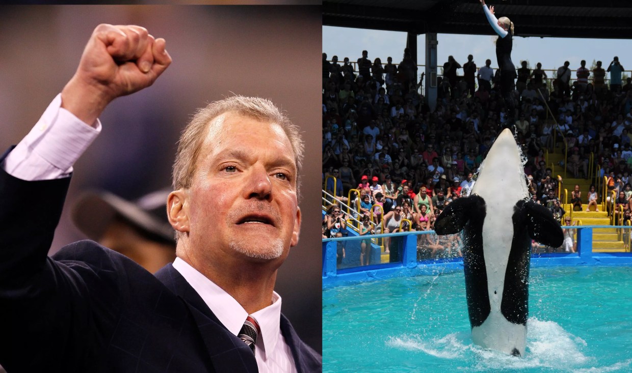 Indianapolis Colts Owner Jim Irsay Ponies Up to Free Lolita the Orca From Miami Seaquarium (UPDATED)